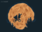 Cookie Moon