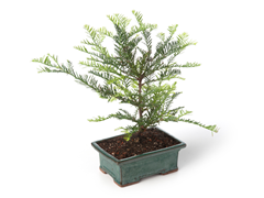 Miniature Coastal Redwood Tree