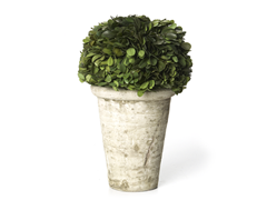 9 or 11" Preserved Boxwood Globe Topiary