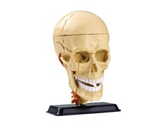 3D DIY Jr Anatomy Brain Kit