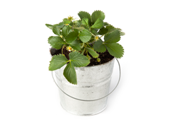 Eversweet Strawberry Pot