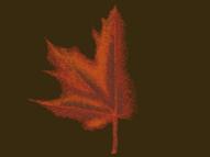Maple Leaf