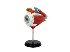 3D DIY Jr Anatomy Eyeball Kit