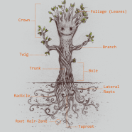 I have roots I have roots