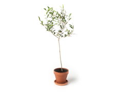 Arbequina Olive Tree