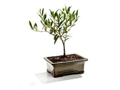 Bonsai-Tuscan Miniature Olive Tree