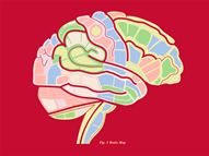 Brain Map