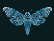 Nightmoth