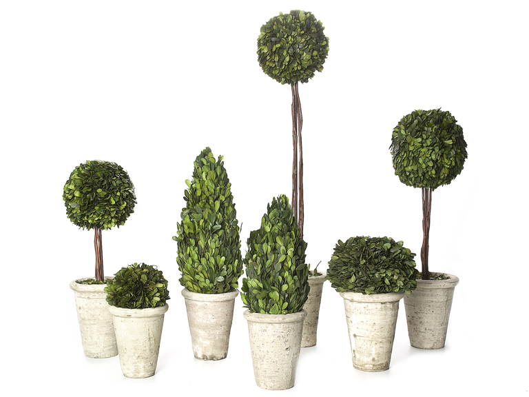 Preserved Boxwood Topiaries-Your Choice
