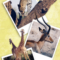 Wild Travels Wild Travels