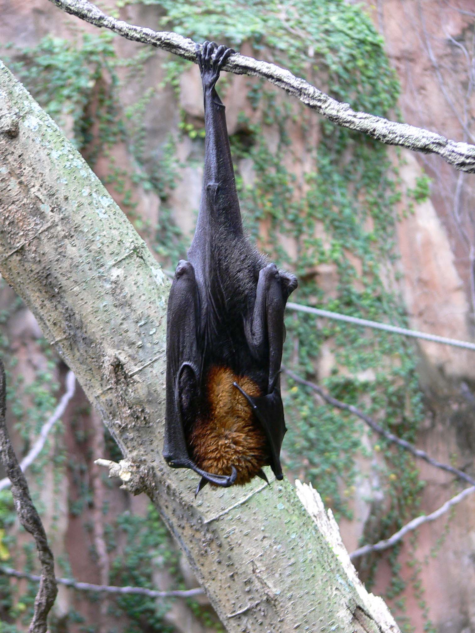the-debunker-are-bats-blind-woot