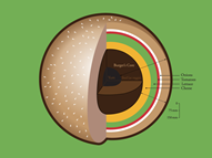 Burger’s Inner Core