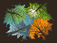 Four Seasons In One Day