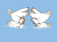 Chicken Fight