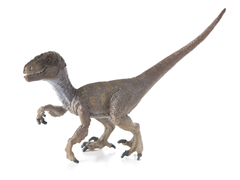 Velociraptor