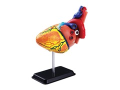 3D DIY Jr Anatomy Heart Kit