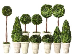 Boxwood Decor Set of 11 Trees