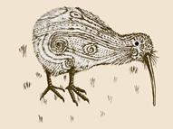 The elusive TaMoko Kiwi