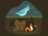 The Early Worm Gets the Bird