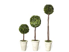 Boxwood Tree Topiary Set of 3