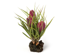 Hawaiian Tillandsia Pink Quill