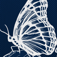 Butterfly Garden Butterfly Garden