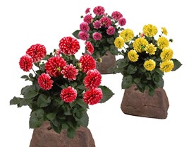 Flowerocks Dahlia Perennial Flowers