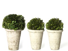 Boxwood Half Ball Set of 3