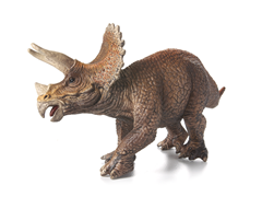 Triceratops