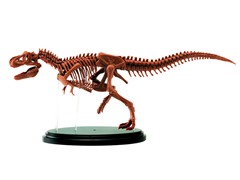 Jr Scientist T-Rex Skeleton