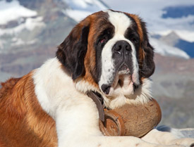 St bernard hot sale whiskey