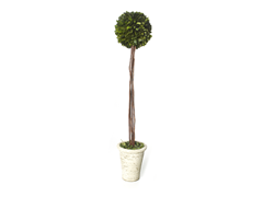 16, 22 or 30" Preserved Boxwood Topiary