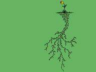 Root System