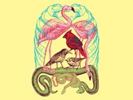 Wild Anatomy