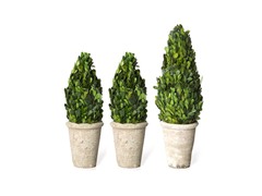 Boxwood Cone Set of 3