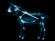 Hobby Horse