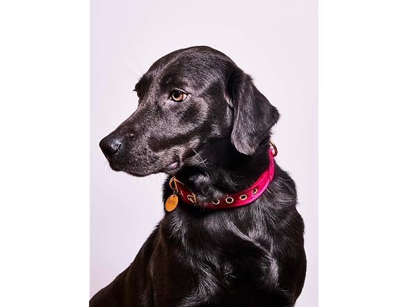 Found My Animal Durable Puppy Collar