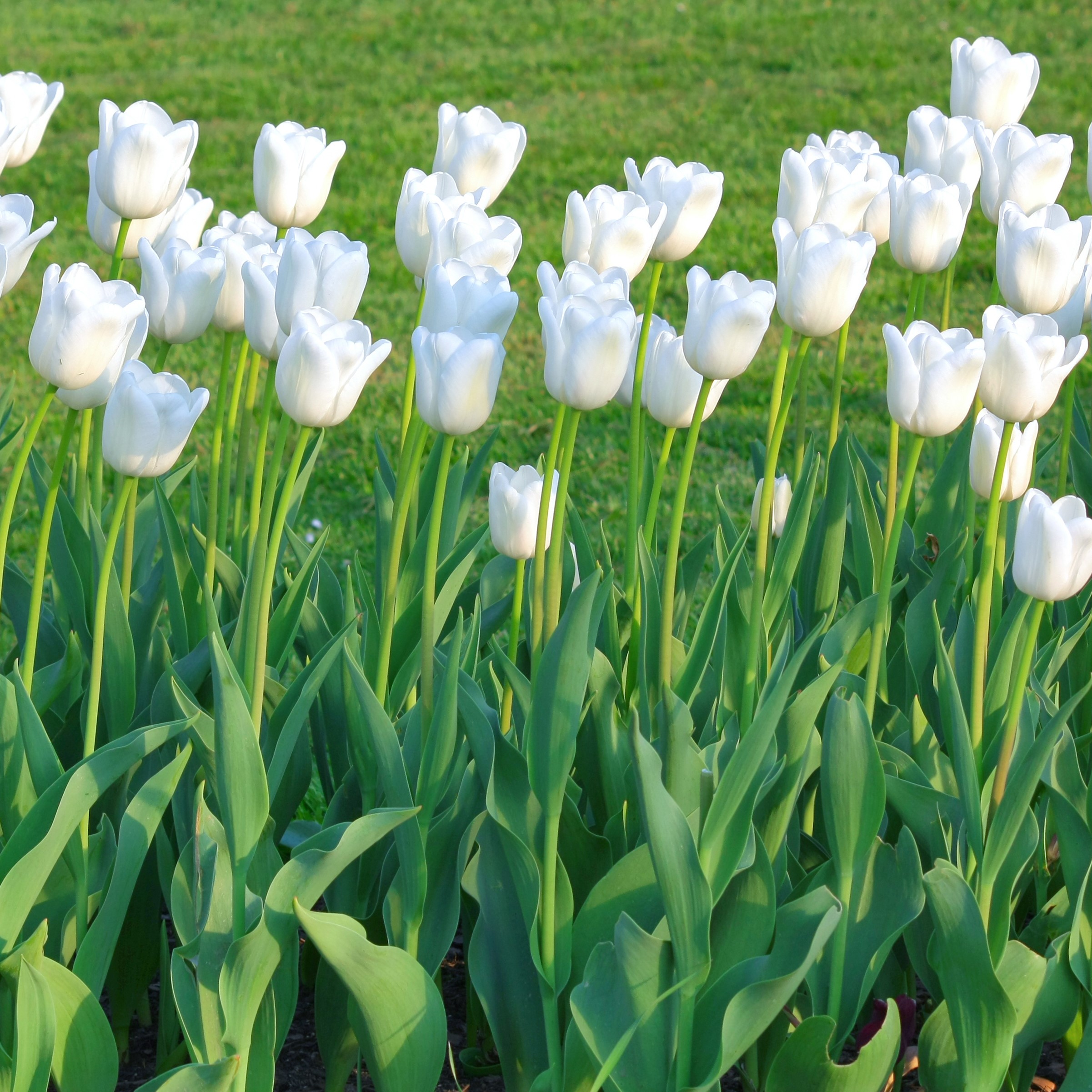 Colossal White Tulip Flowers - Gallery 6
