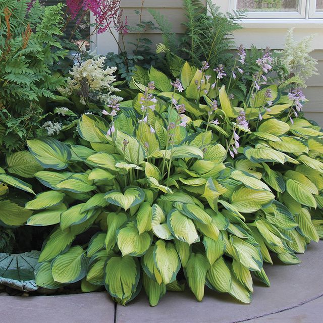 Heart Shaped Hosta - 12-Bare Roots - Gallery 7