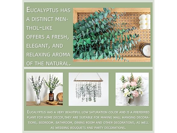 WILD AUTUMN Natural Eucalyptus Stems 30PCS-17 Real