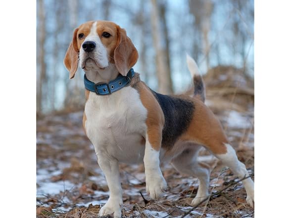 Sturdy Dog Collar for Small Medium Large Dog