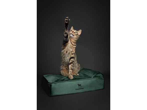 NOAH & PAW Orthopedic Dog Beds- Small