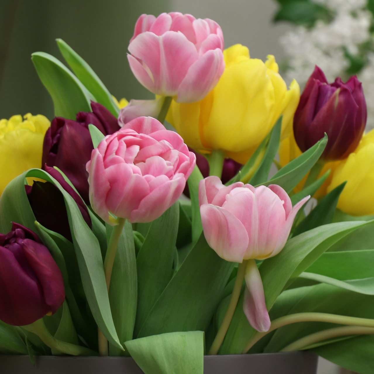 Mixed Double Tulip Late Blooming Flowers - Gallery 8