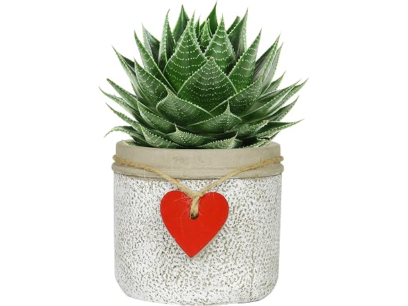 GROWSCAPE Heart Pot Planter Whitewash