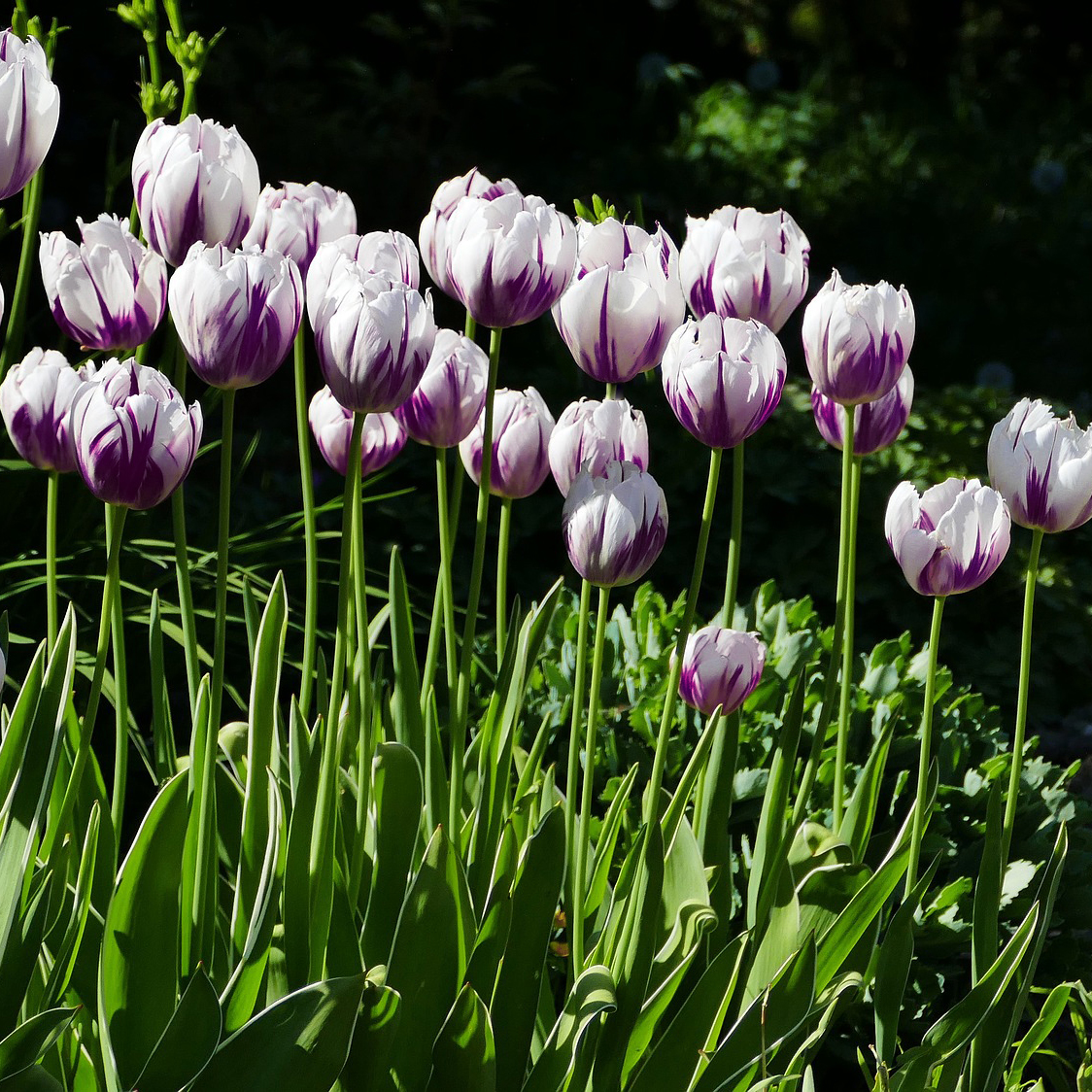 Blueberry Swirl Tulip Flowers - Gallery 5