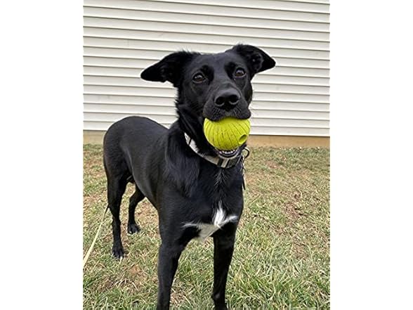 Chew King Supreme Rubber Fetch Balls 2Pk