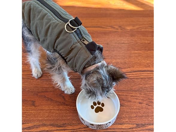 SPOT I Love Dogs Ceramic Bowl 5in 14oz