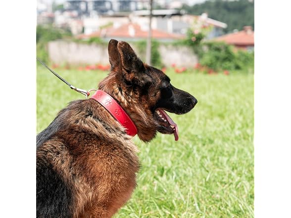 Filbert Leather Dog Collar, Genuine Leather
