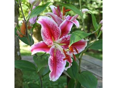 $21.99, Was $49.99, 56% Off! Giant Stargazer Lily - 6 Bulbs dealfomo