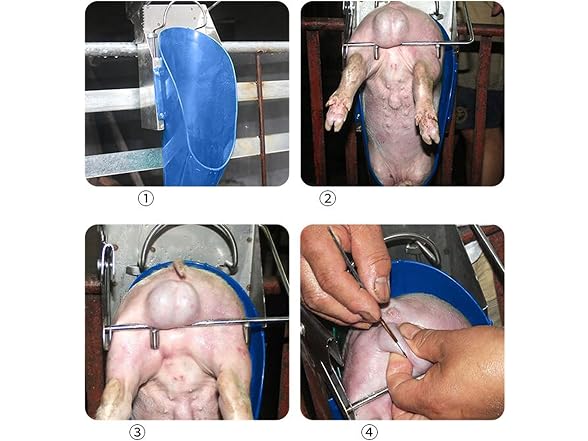 CNCEST Piglet Castration Tools, Stainless Steel P